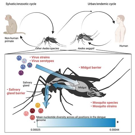 dengue virus life cycle in mosquito